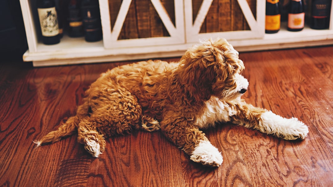 Photo Poodle mix